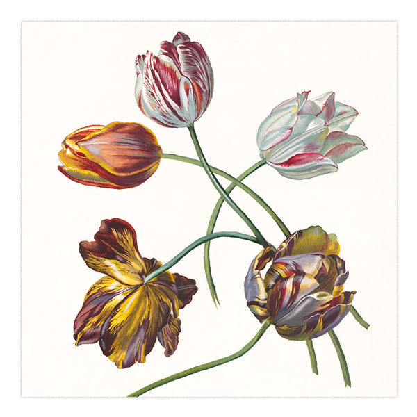 Tulpen