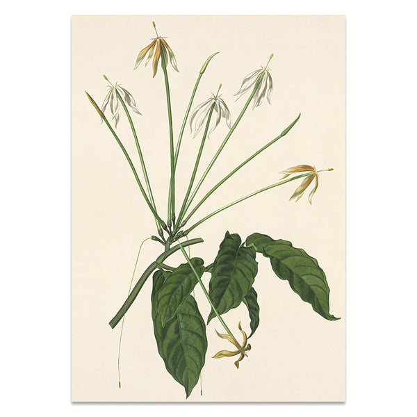 Kunstdruck: Oxyanthus