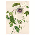 Image for Kunstdruck: Passionsblume