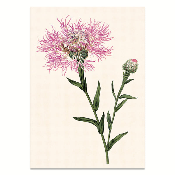Kunstdruck: Flockenblume