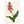 Kunstdruck: Lachenalia