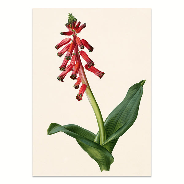 Kunstdruck: Lachenalia