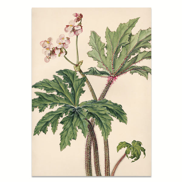 Art Print: Begonia