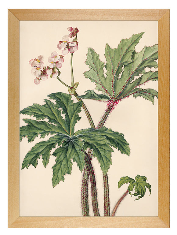 Art Print: Begonia