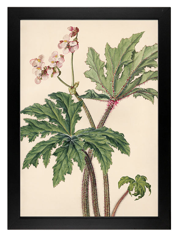 Art Print: Begonia