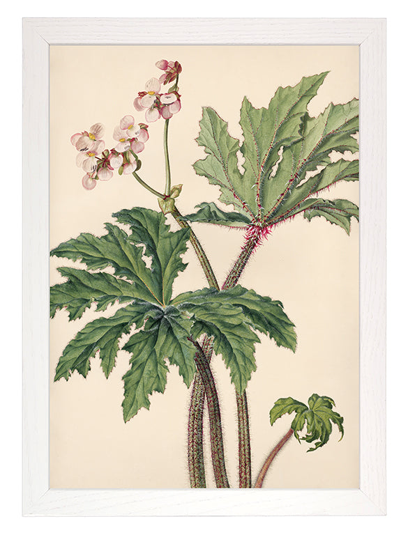 Art Print: Begonia