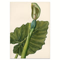 Image for Fine Art Print: Alocasia